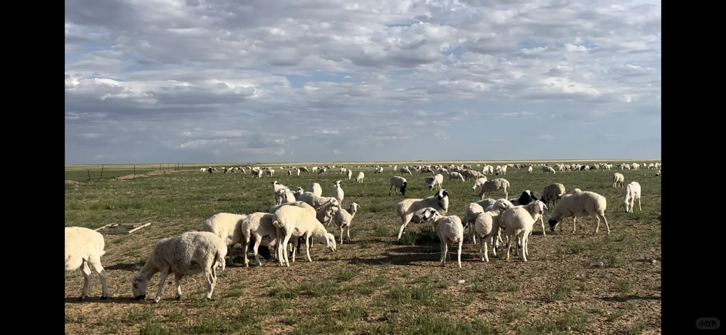 自家养殖的苏尼特羊肉,怎么才能卖出去呢?