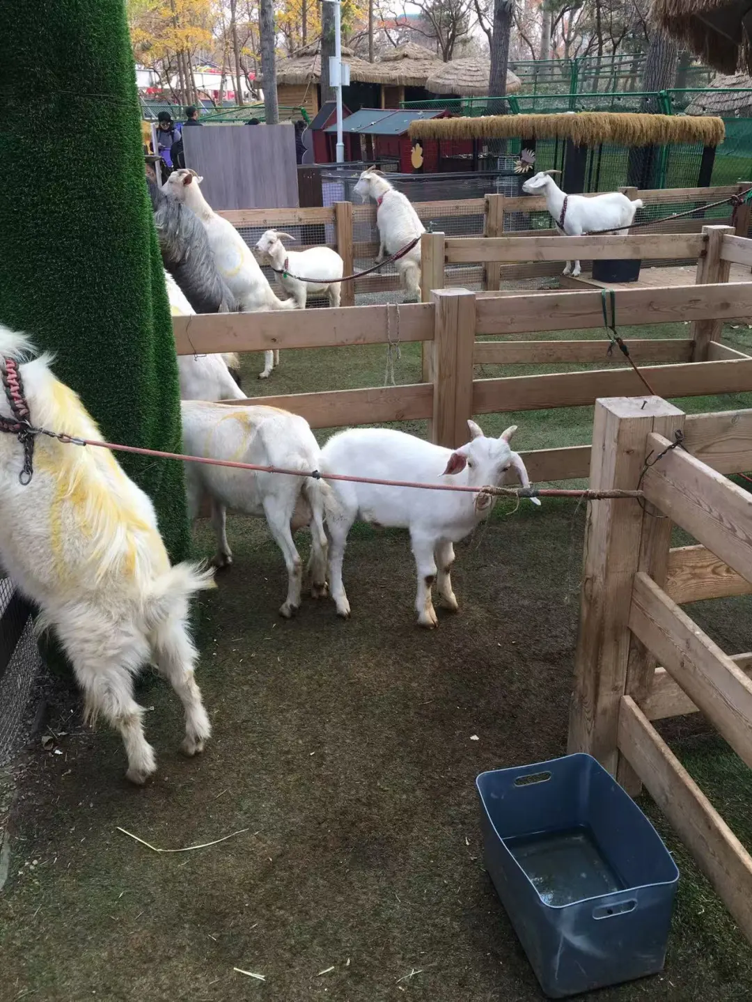 万能的小红书,有人能收留3个月大的小羊吗?