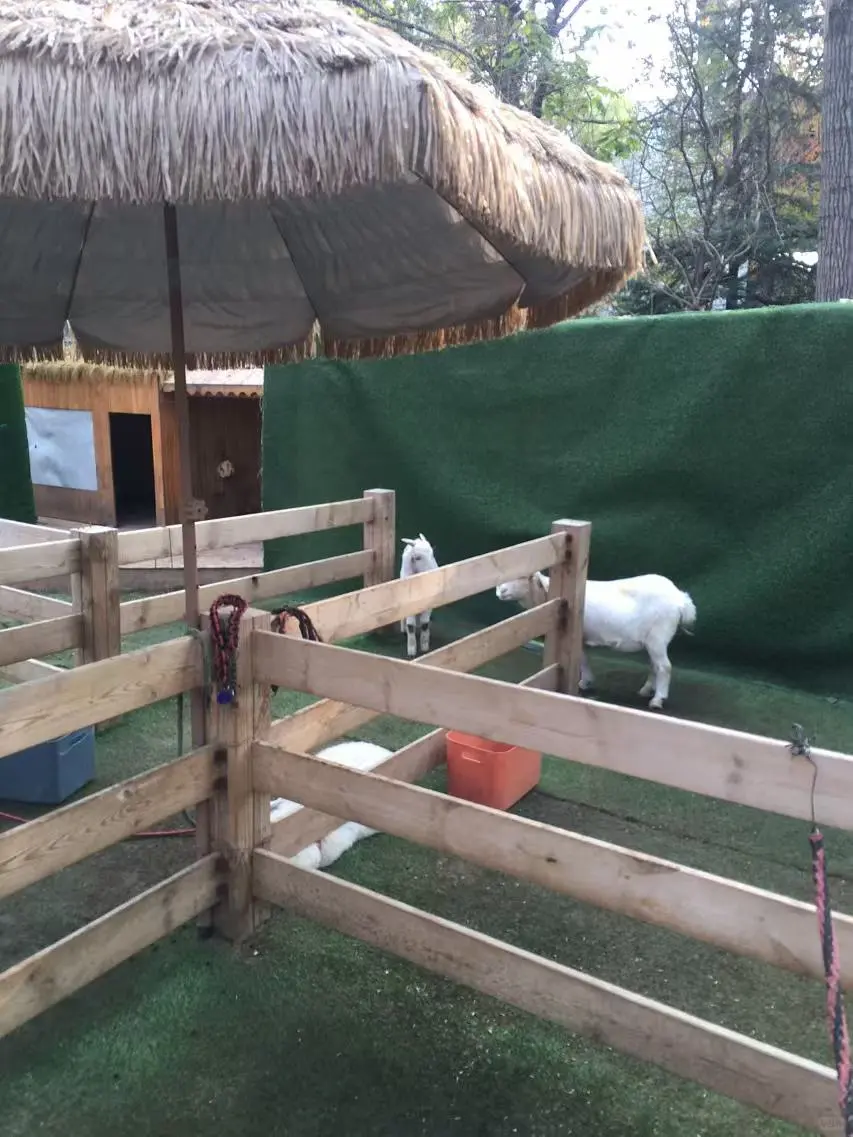 万能的小红书,有人能收留3个月大的小羊吗?