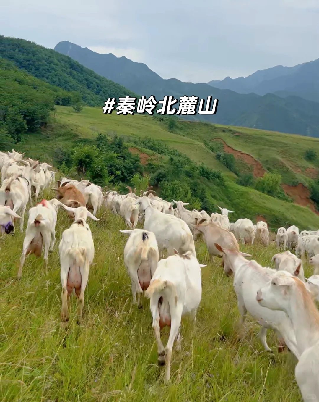 羊奶真的真的不贵!