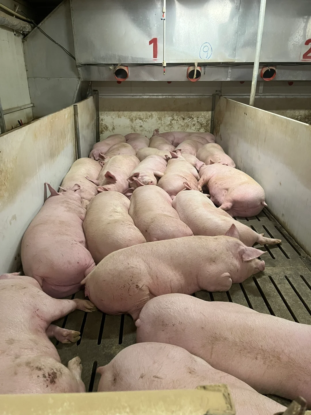 90����������ճ�