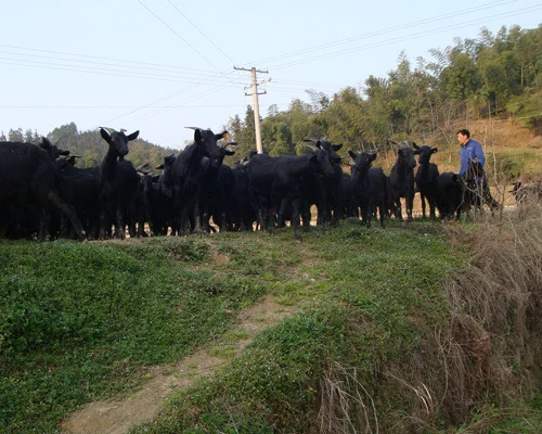 踏入养羊行业真的那么美好吗?