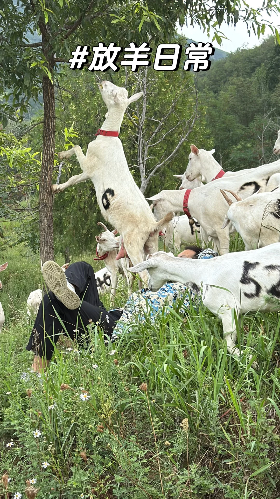 羊奶真的真的不贵!