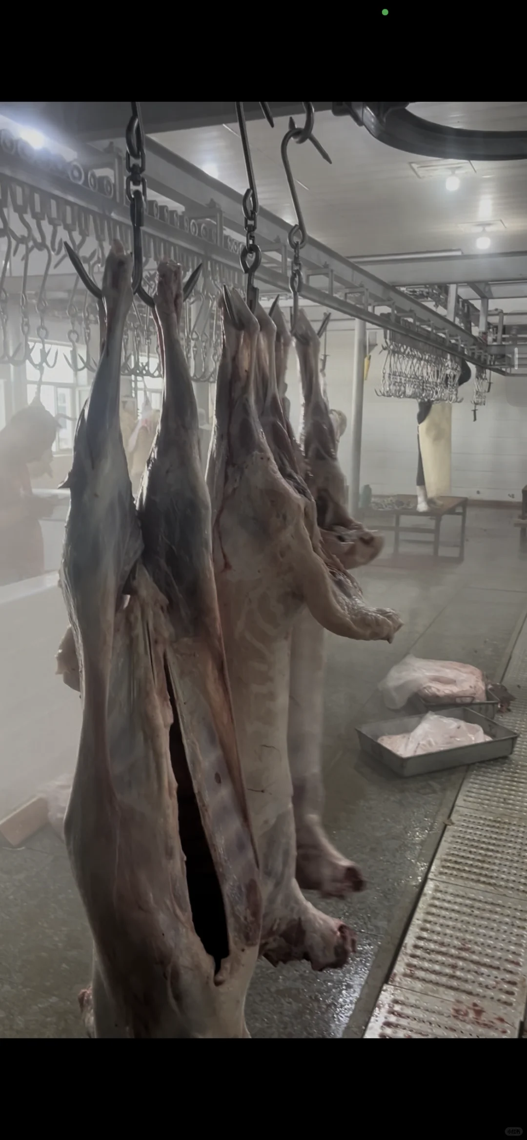 自家养殖的苏尼特羊肉,怎么才能卖出去呢?