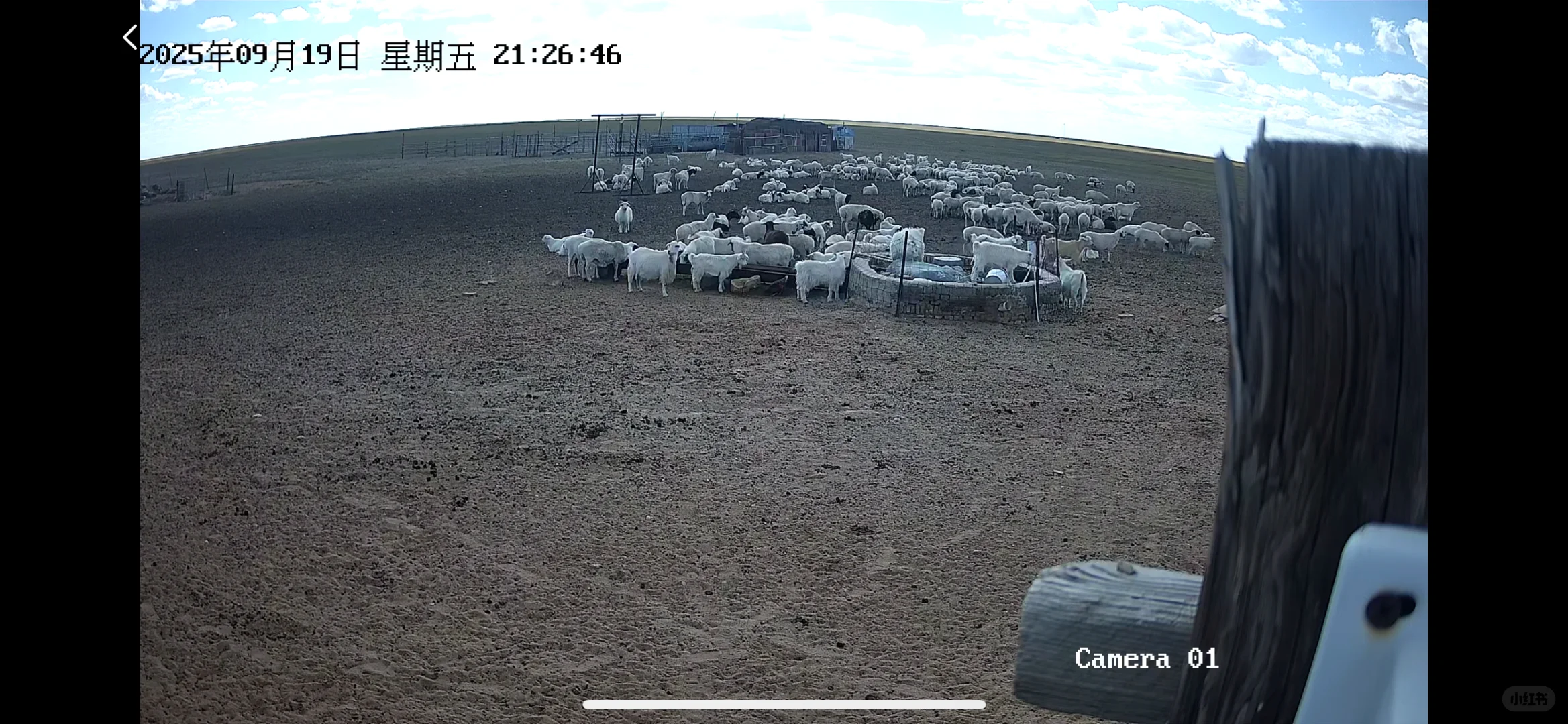 自家养殖的苏尼特羊肉,怎么才能卖出去呢?