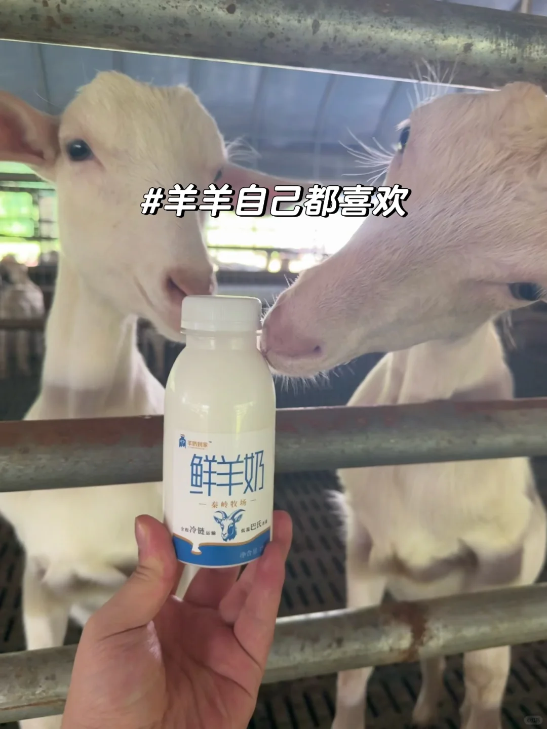 羊奶真的真的不贵!