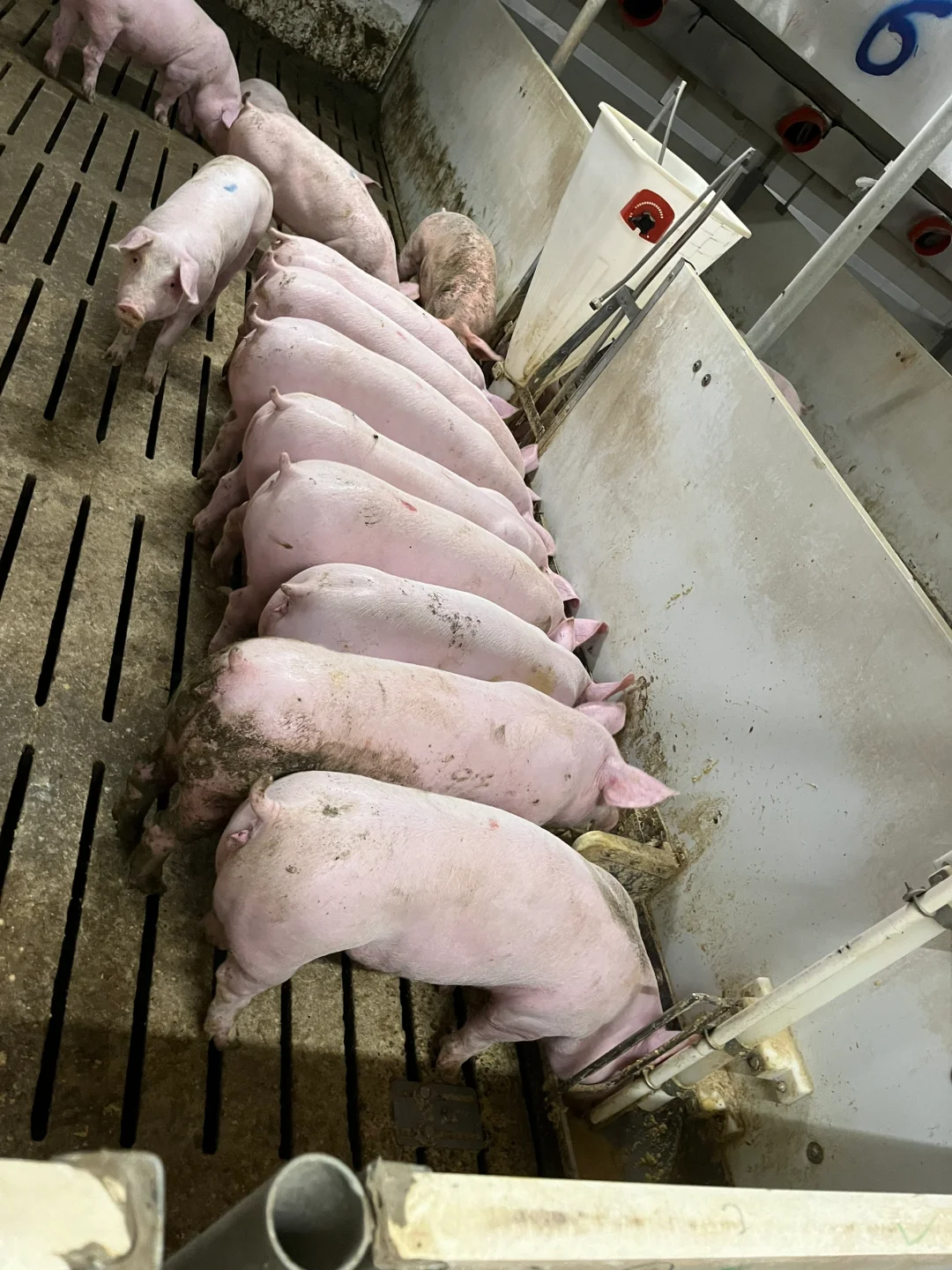 90����������ճ�