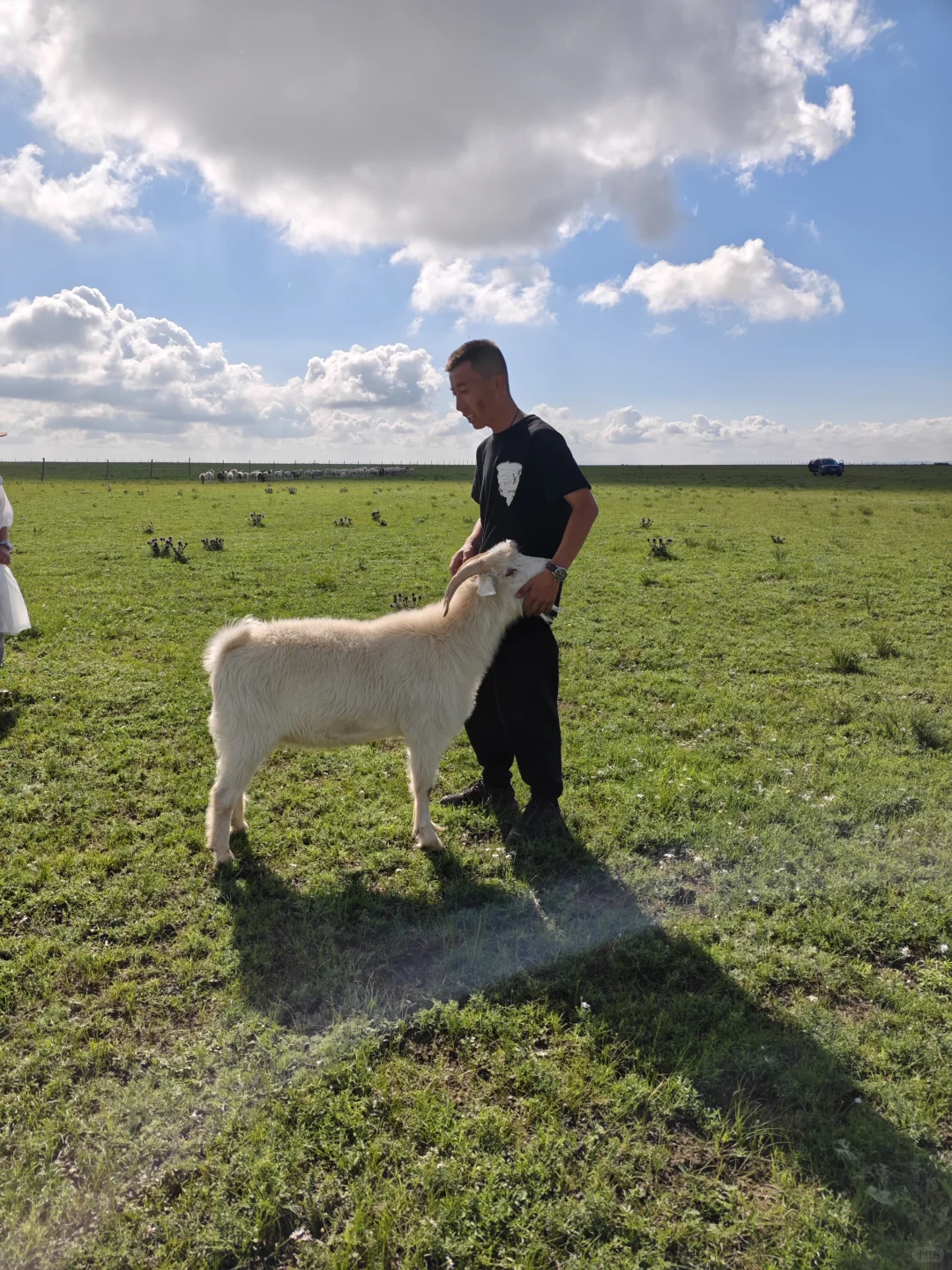 我的草原、我的羊