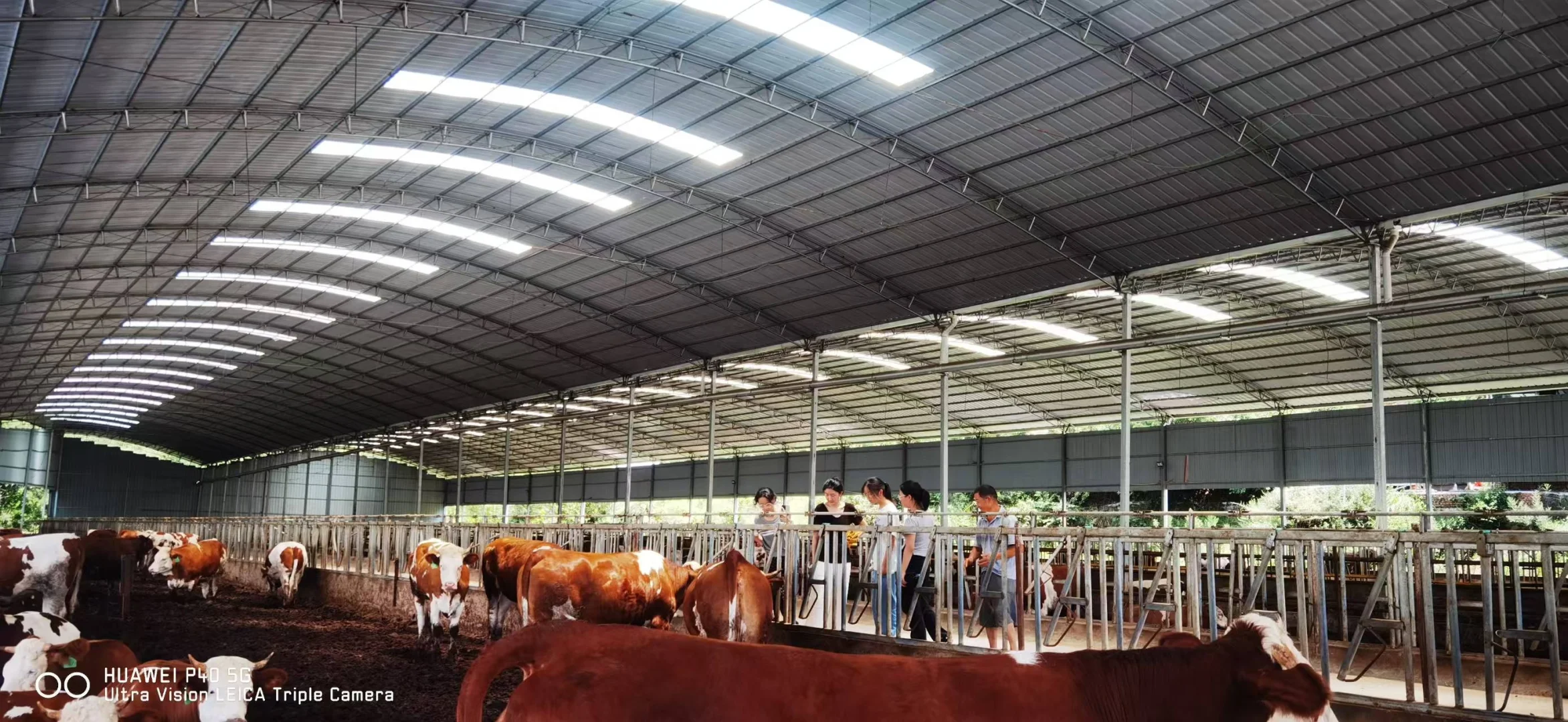 川农实践队|情系三农在通江杨柏镇day11