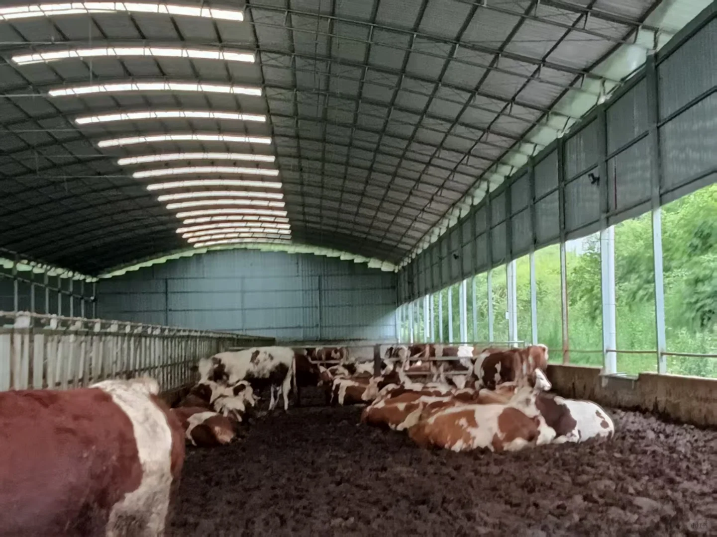 川农实践队|情系三农在通江杨柏镇day11