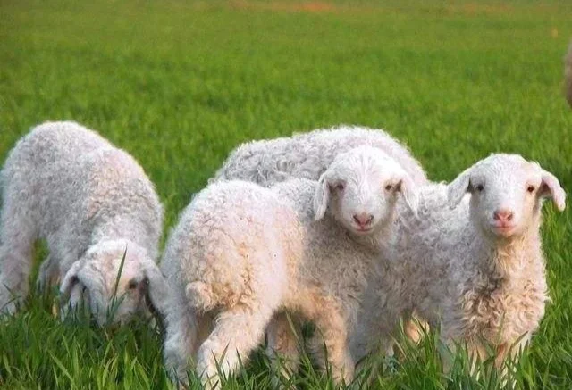 带你了解内蒙古(四)