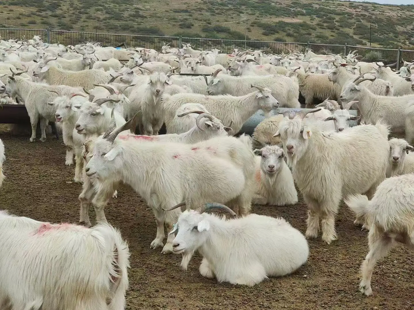 生活不易 羊羊卖?