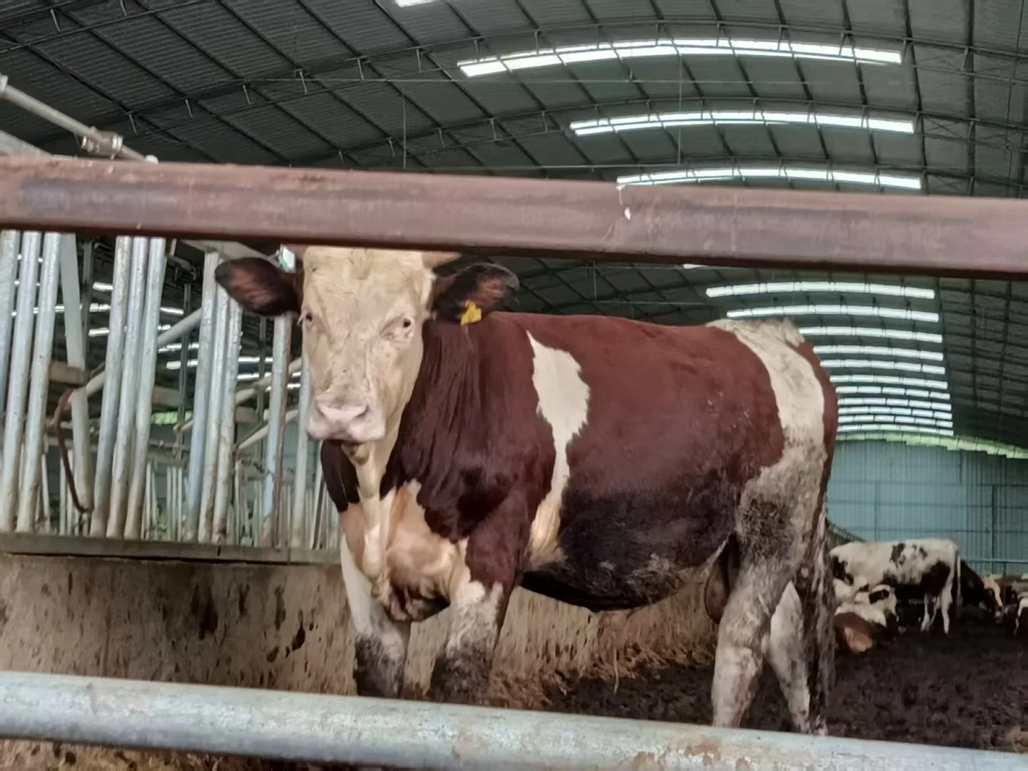 川农实践队|情系三农在通江杨柏镇day11