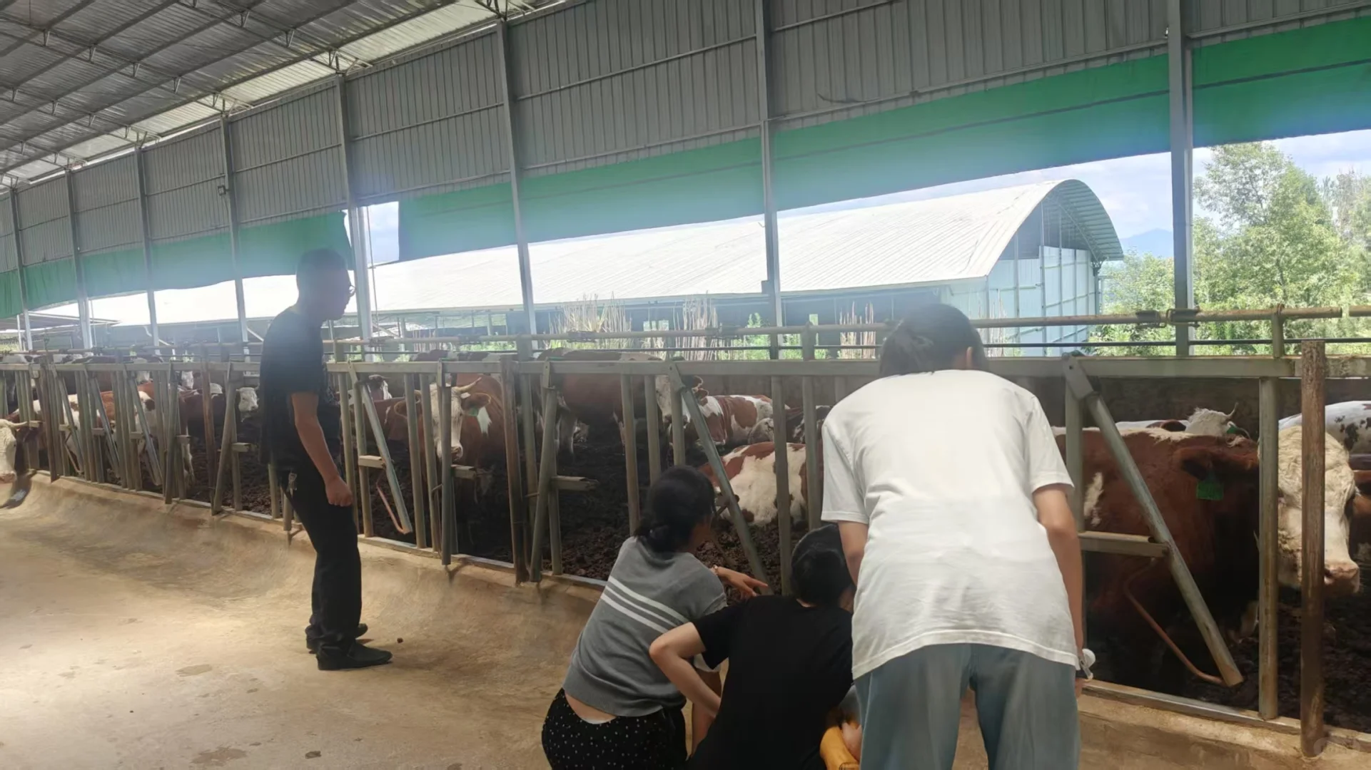 川农实践队|情系三农在通江杨柏镇day11