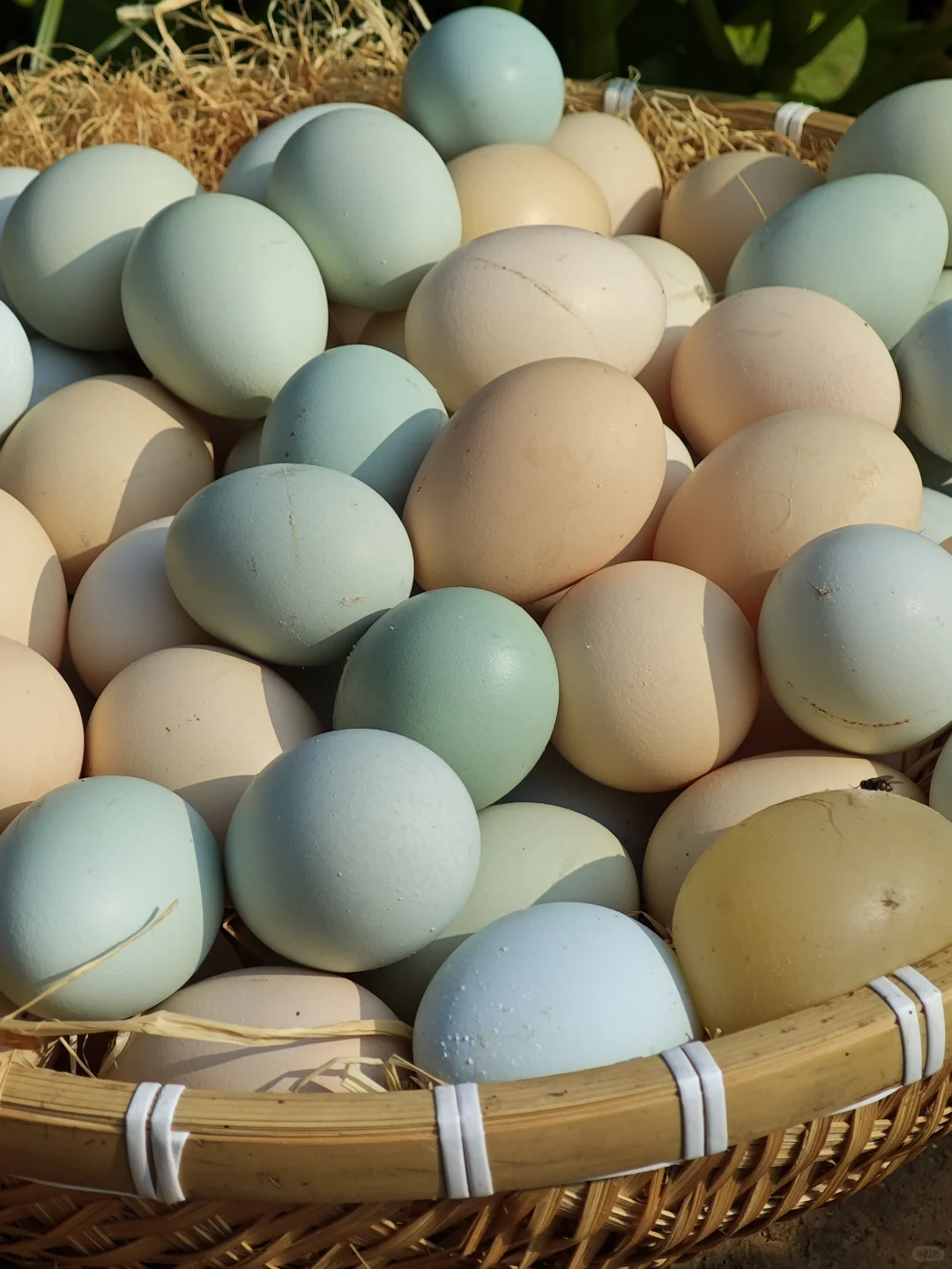 哪个才是“土鸡蛋”,你真的会区分吗?