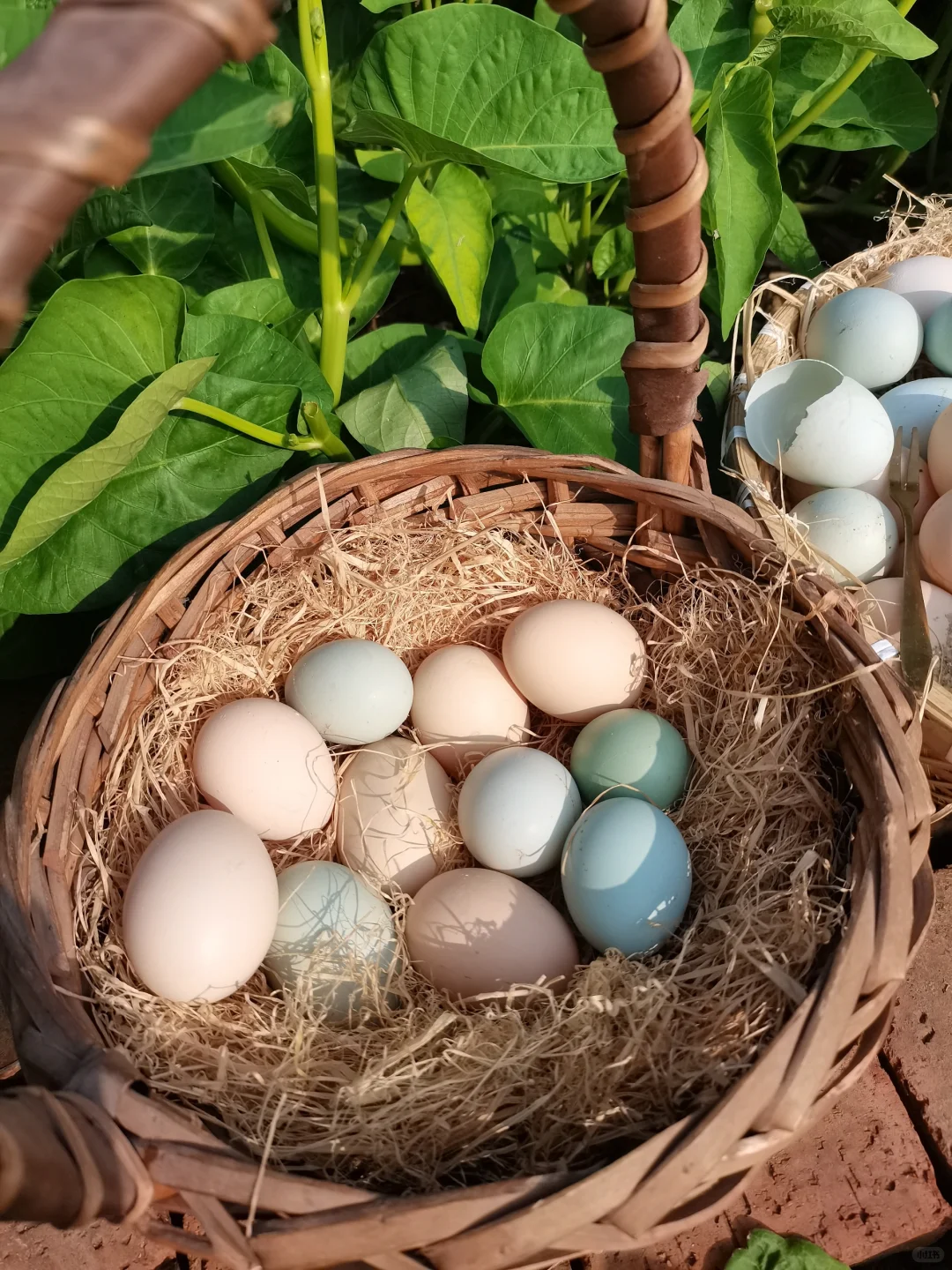 别再瞎买鸡蛋了!普通蛋和土鸡蛋差太多