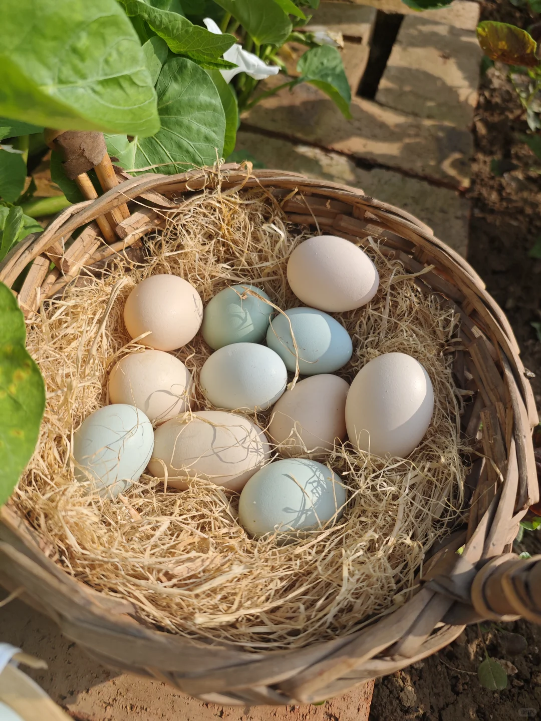 哪个才是“土鸡蛋”,你真的会区分吗?