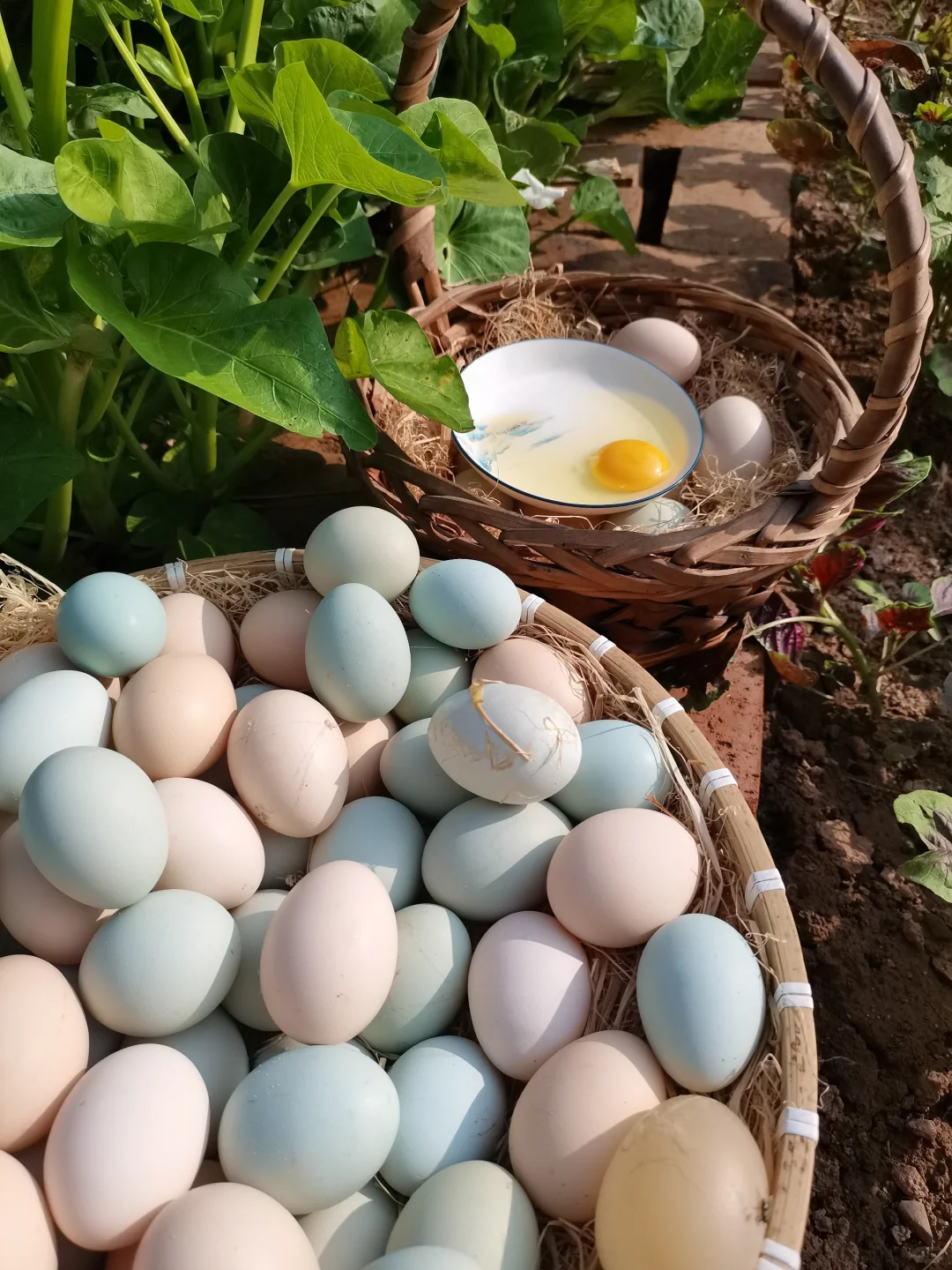 别再瞎买鸡蛋了!普通蛋和土鸡蛋差太多