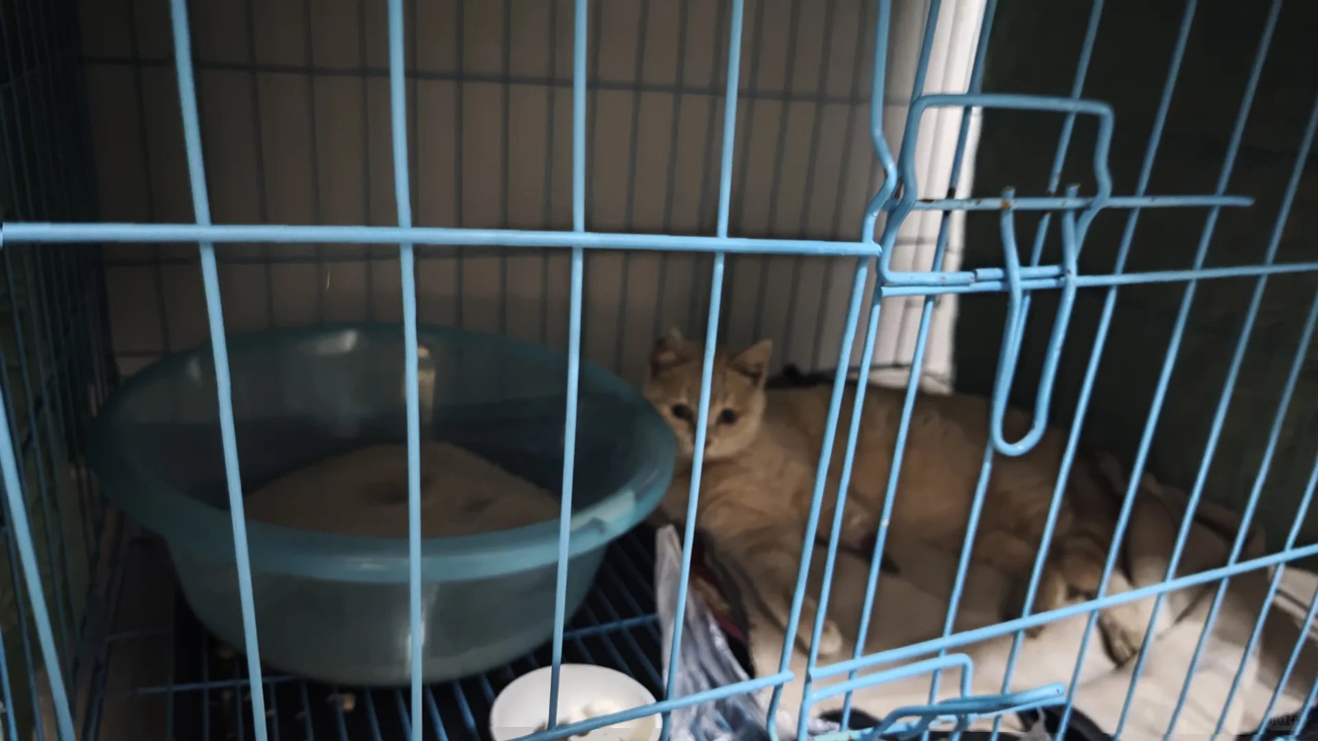 虐害动物的变态原来离我们真的很近