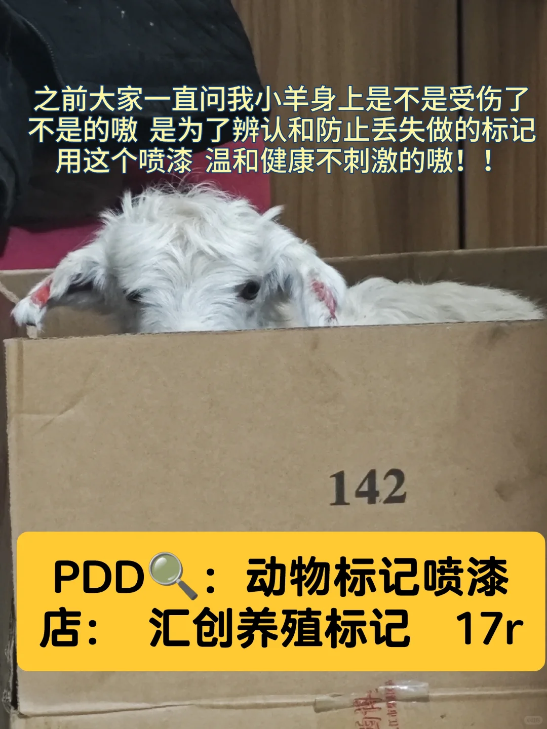 如果想养小咩咩,这些pdd好物可以囤起来!