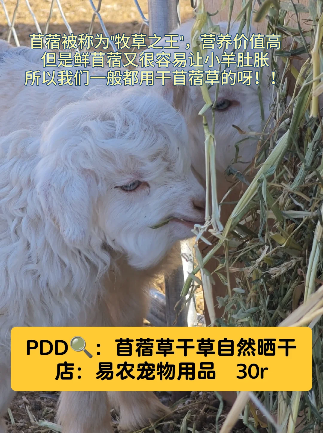 如果想养小咩咩,这些pdd好物可以囤起来!