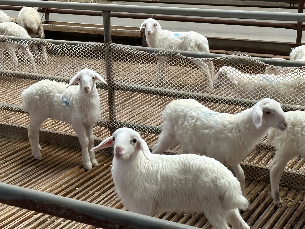 �һ��������ʫ�⡪�һ���