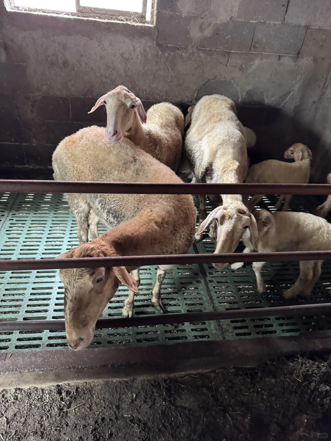 乡村振兴大赛 | “湖笔小传人”的传承日记4