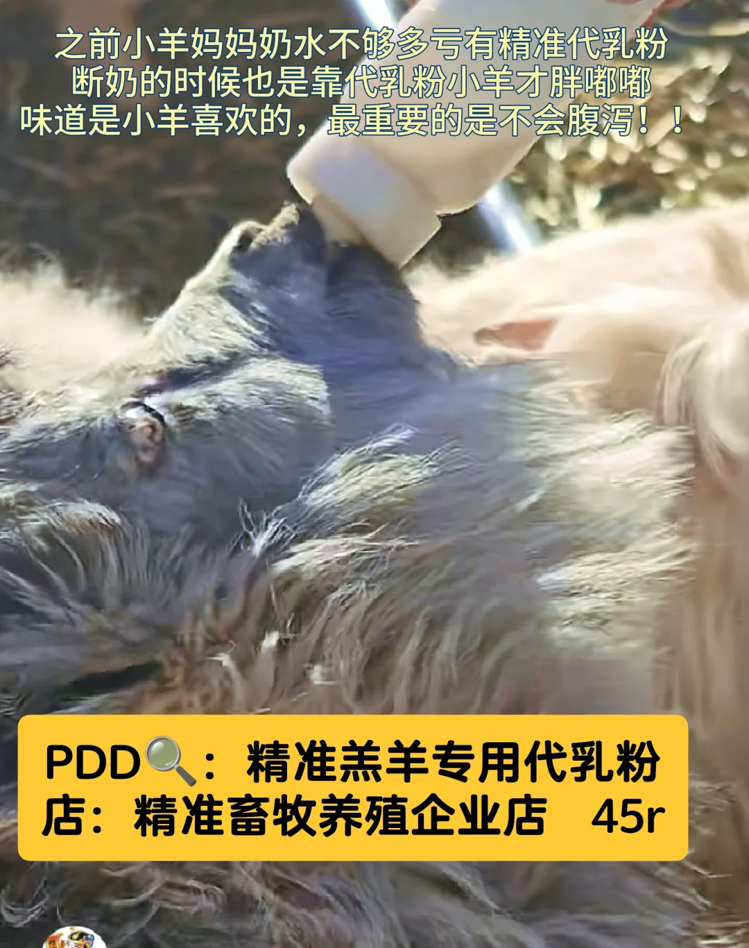 如果想养小咩咩,这些pdd好物可以囤起来!