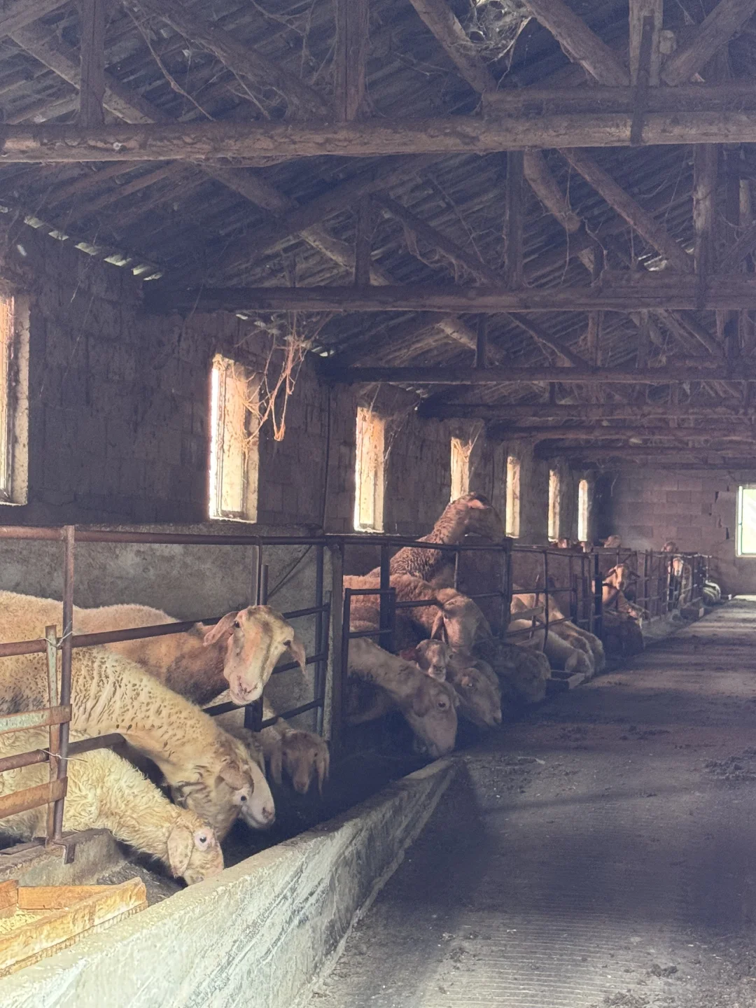 乡村振兴大赛 | “湖笔小传人”的传承日记4