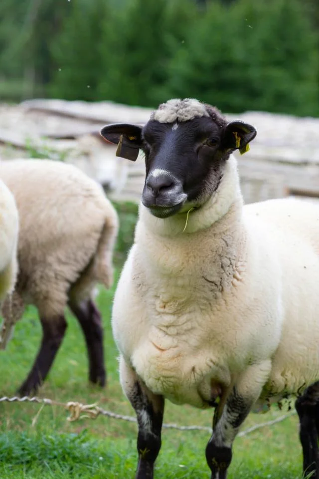 养羊自己怎么配饲料,羊育肥饲料配方介绍