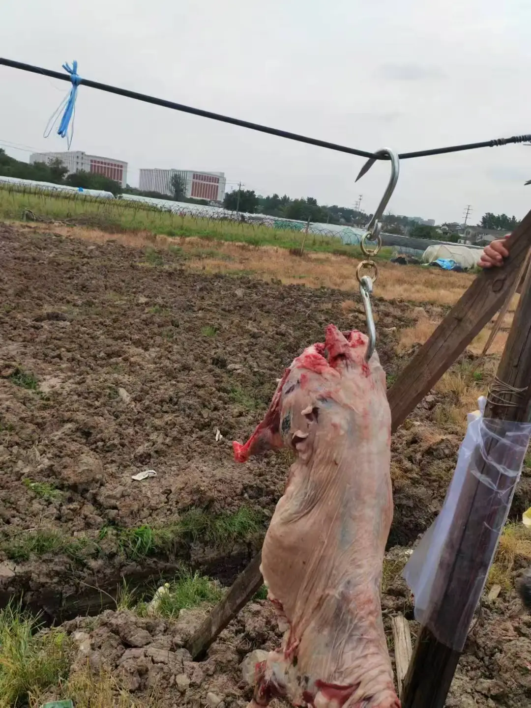 江苏南京,自己散养山羊