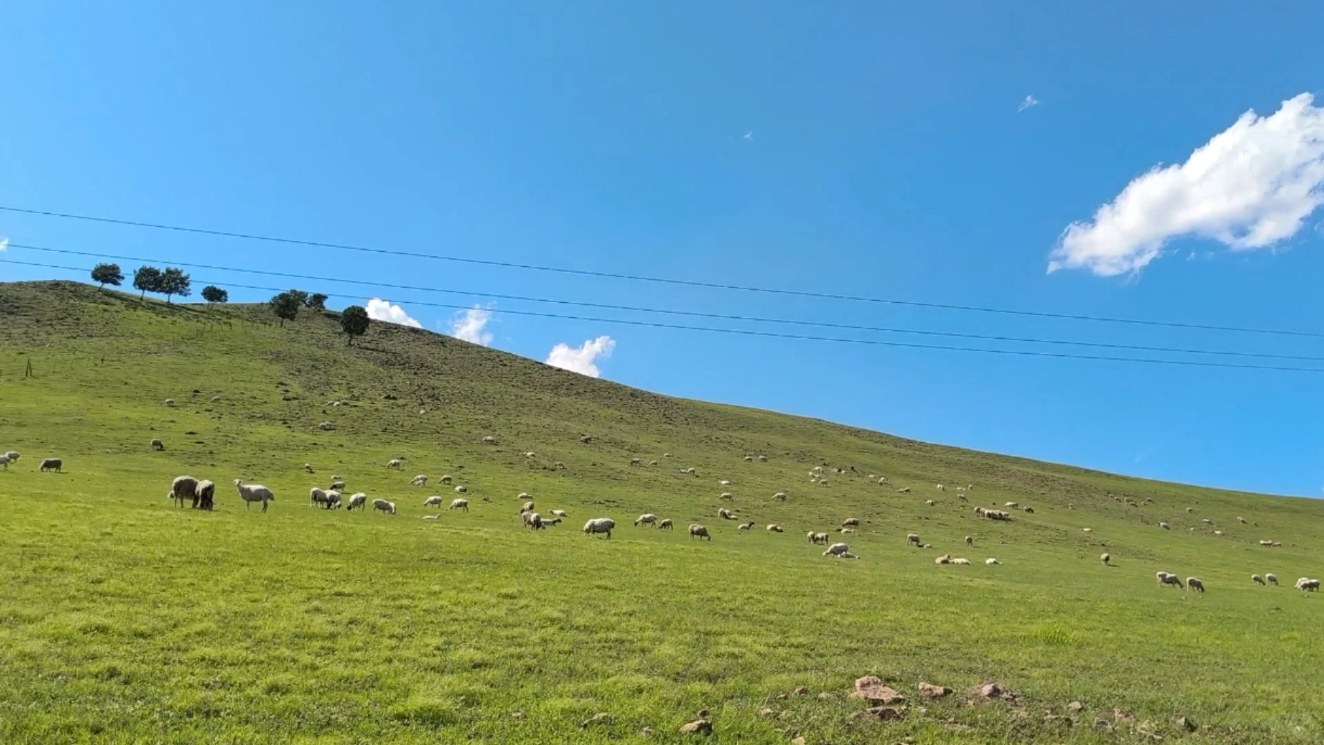 草原(地)羊和育肥羊为什么价格相差那么大