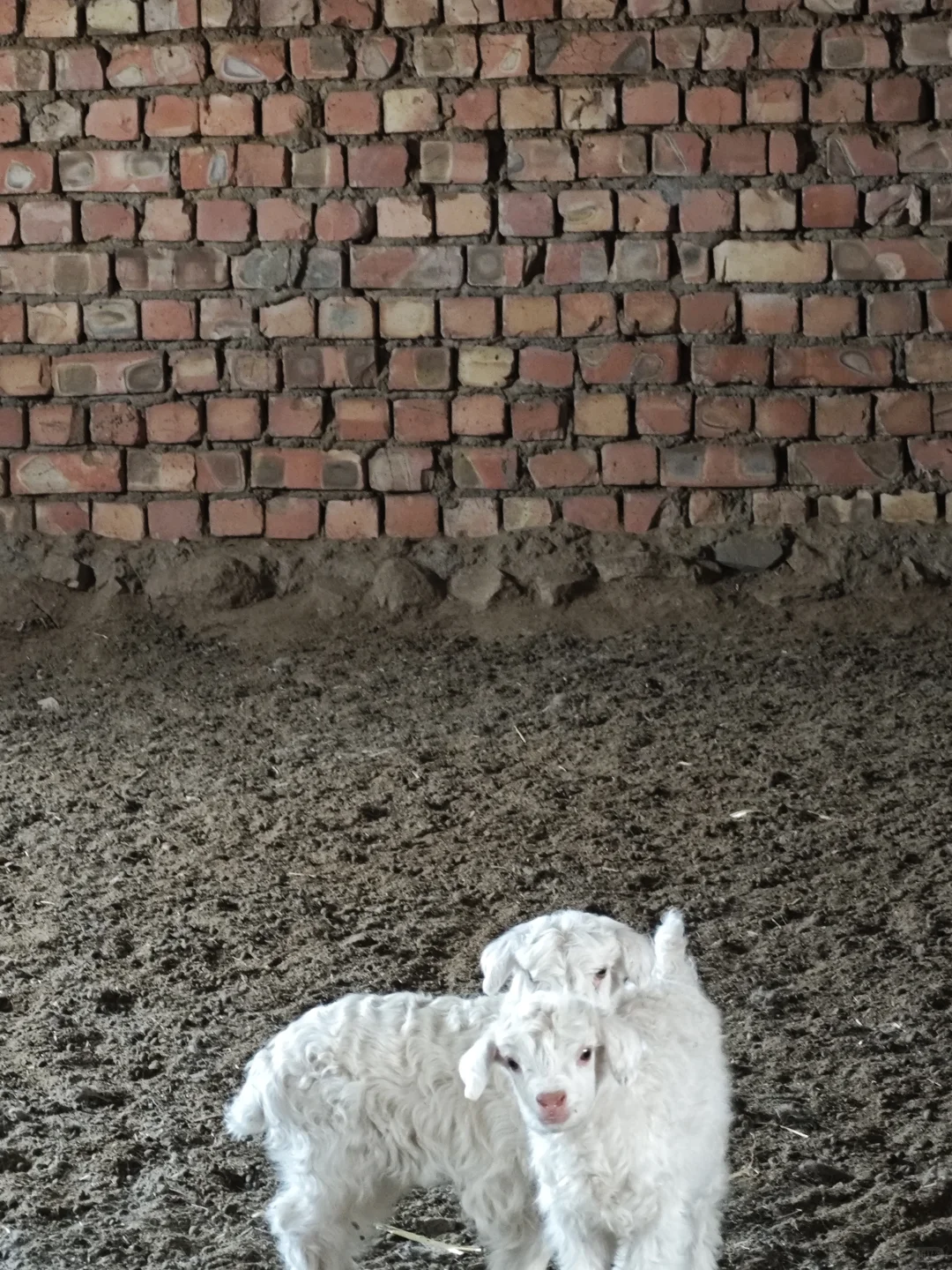 如果想养小咩咩,这些pdd好物可以囤起来!