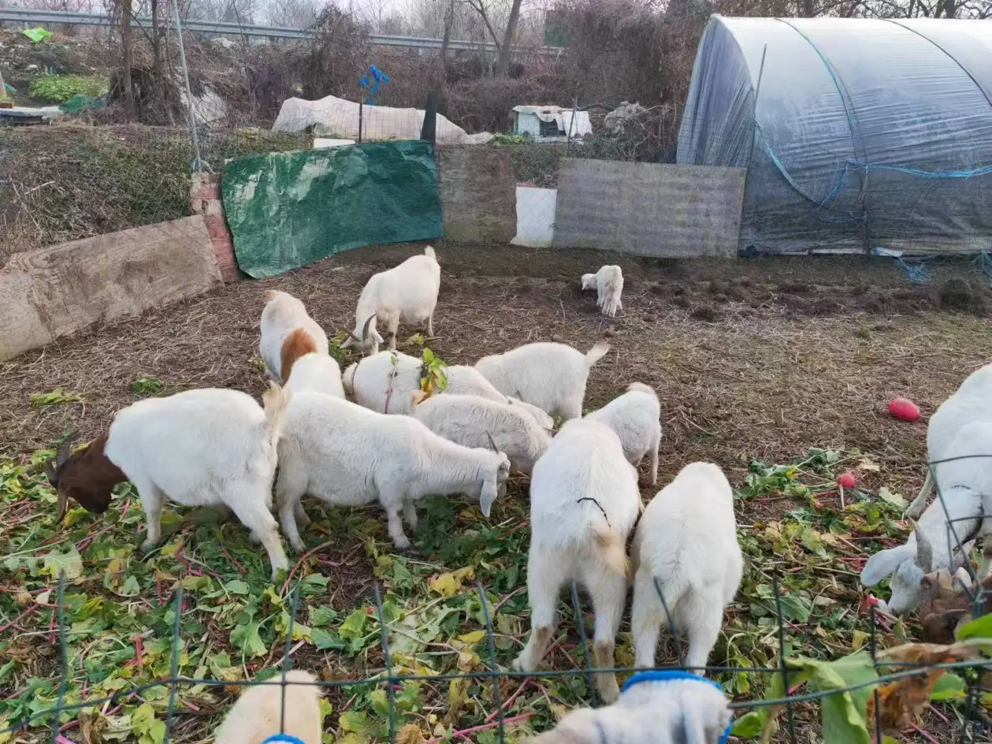 江苏南京,自己散养山羊