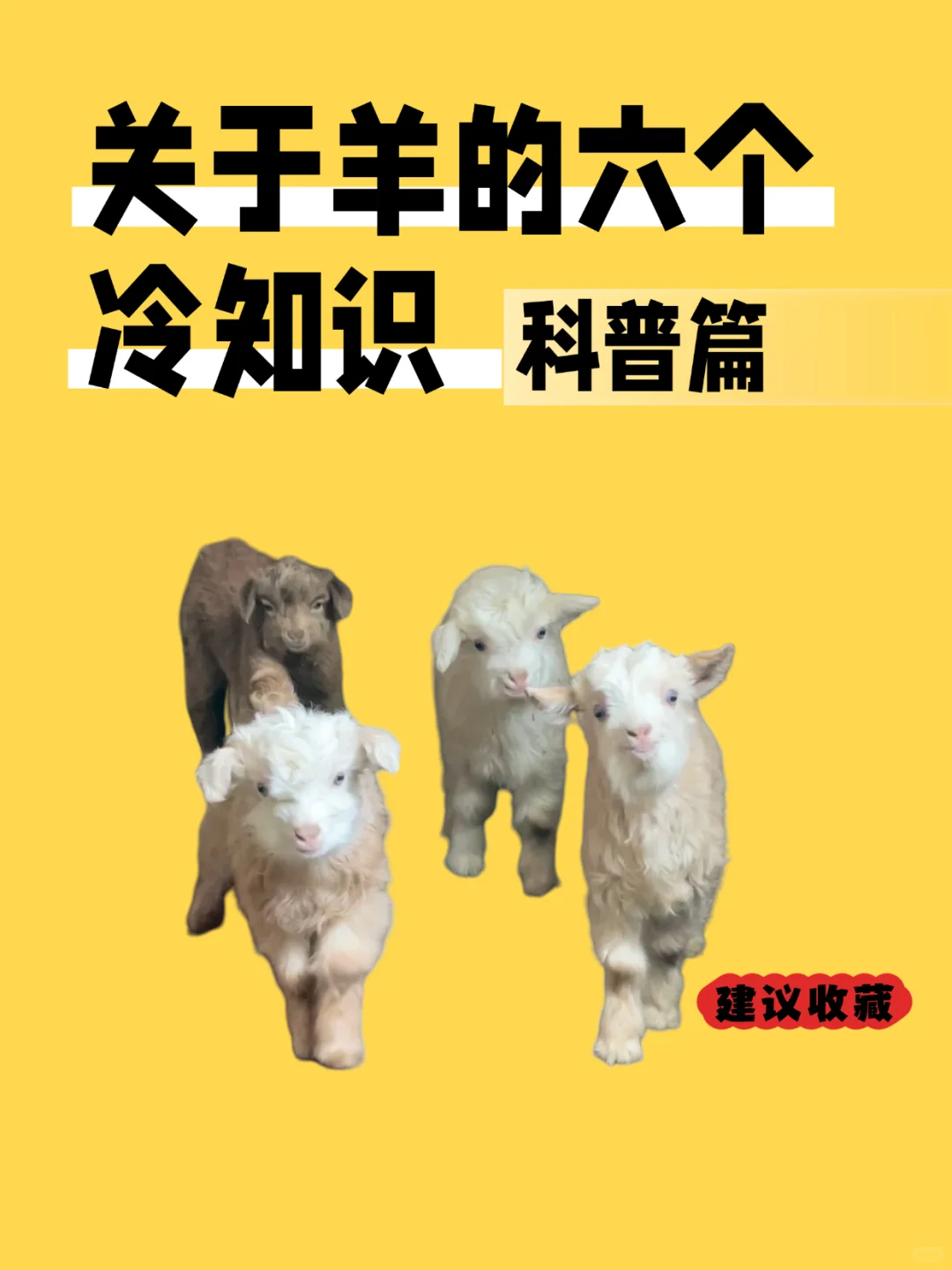 救命!羊的冷知识让我裂开了!谁懂啊!!
