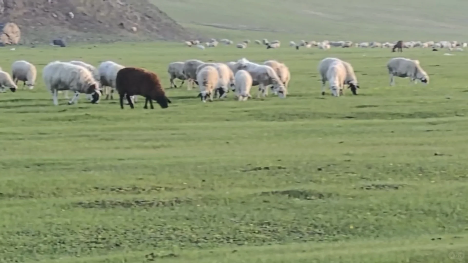 草原(地)羊和育肥羊为什么价格相差那么大