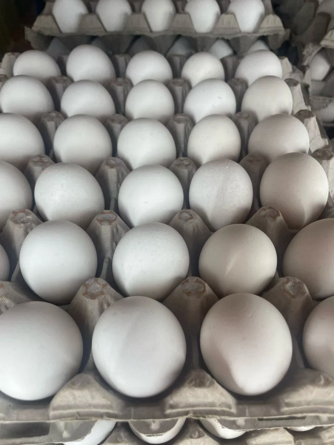 Tustinɣؼ$2.99 30ֻ?