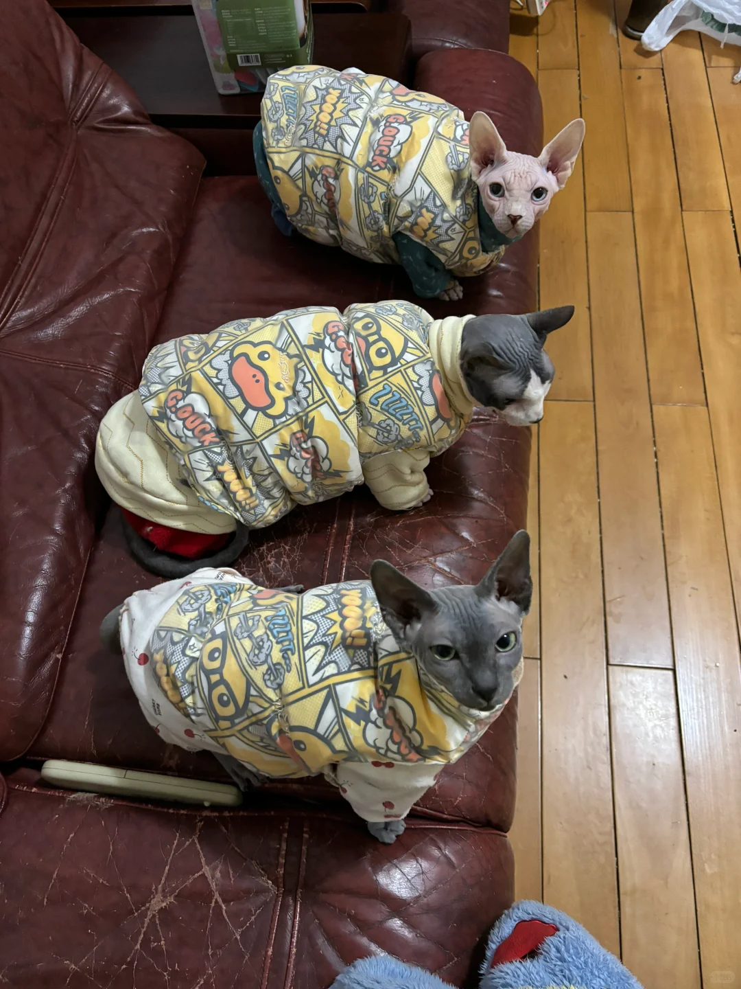 半熟自制喂养一个月多少钱