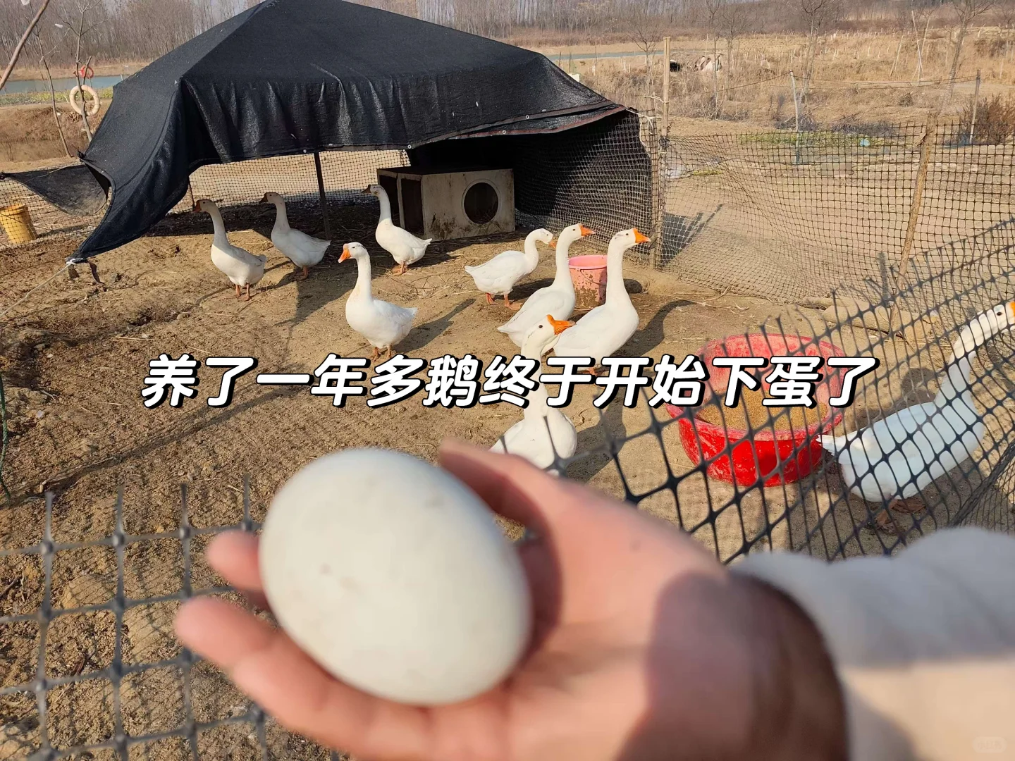 合肥/96年女生大厂离职拒绝焦虑回村养鸡