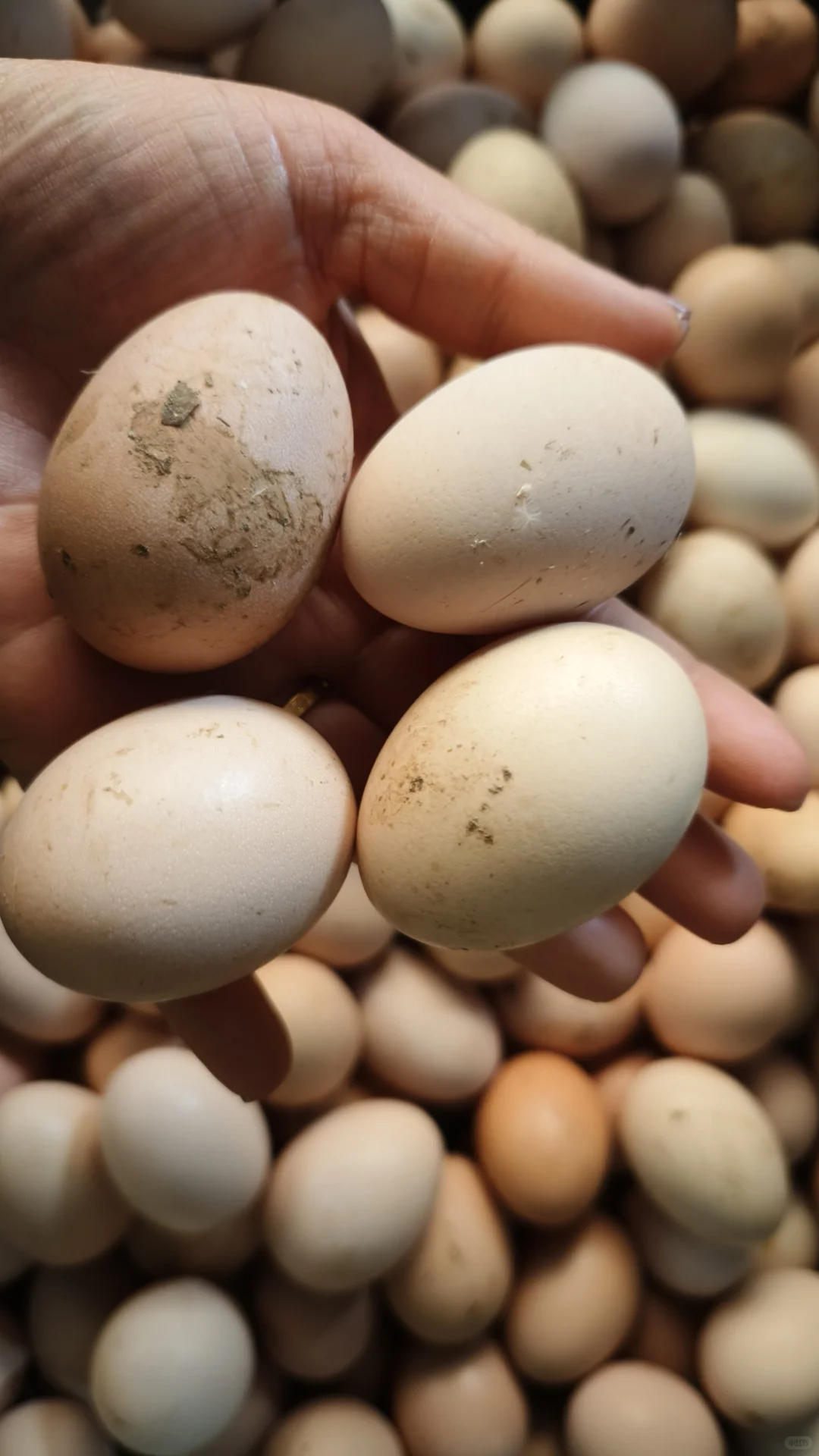 自从上次把婆婆家的鸭蛋卖完这鸡蛋又来了