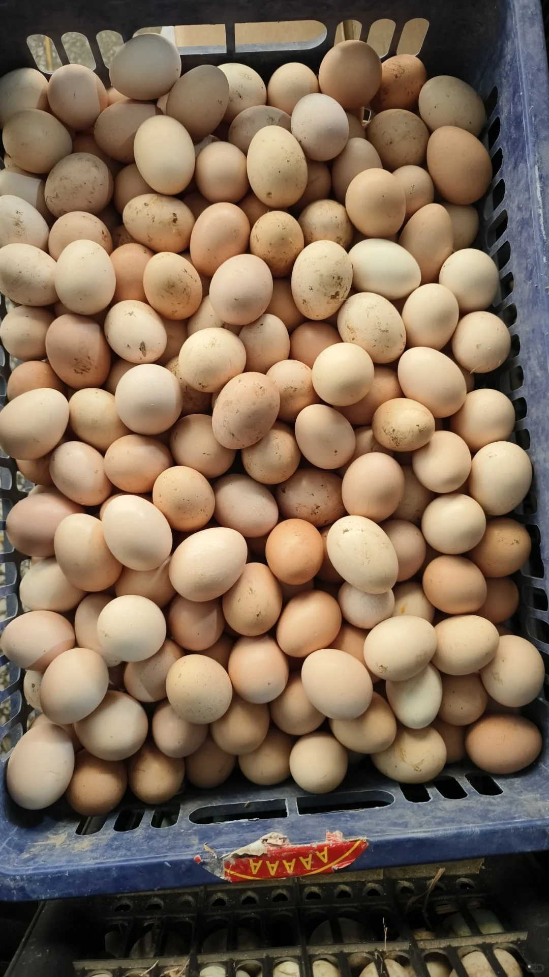 自从上次把婆婆家的鸭蛋卖完这鸡蛋又来了