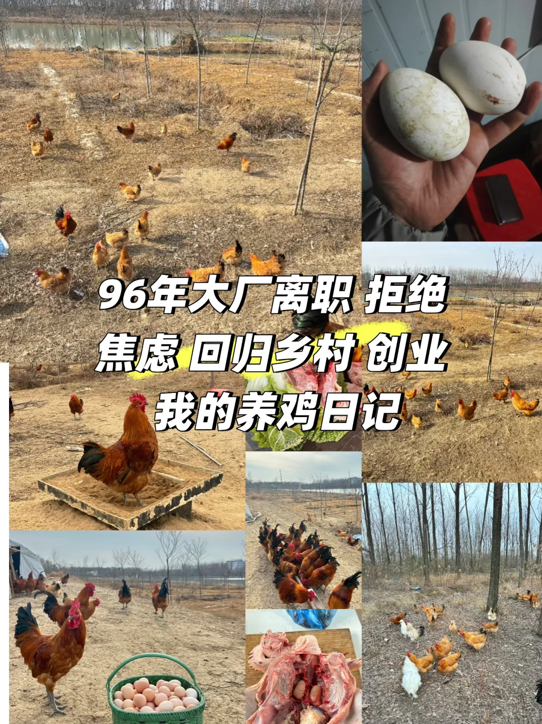 合肥/96年女生大厂离职拒绝焦虑回村养鸡