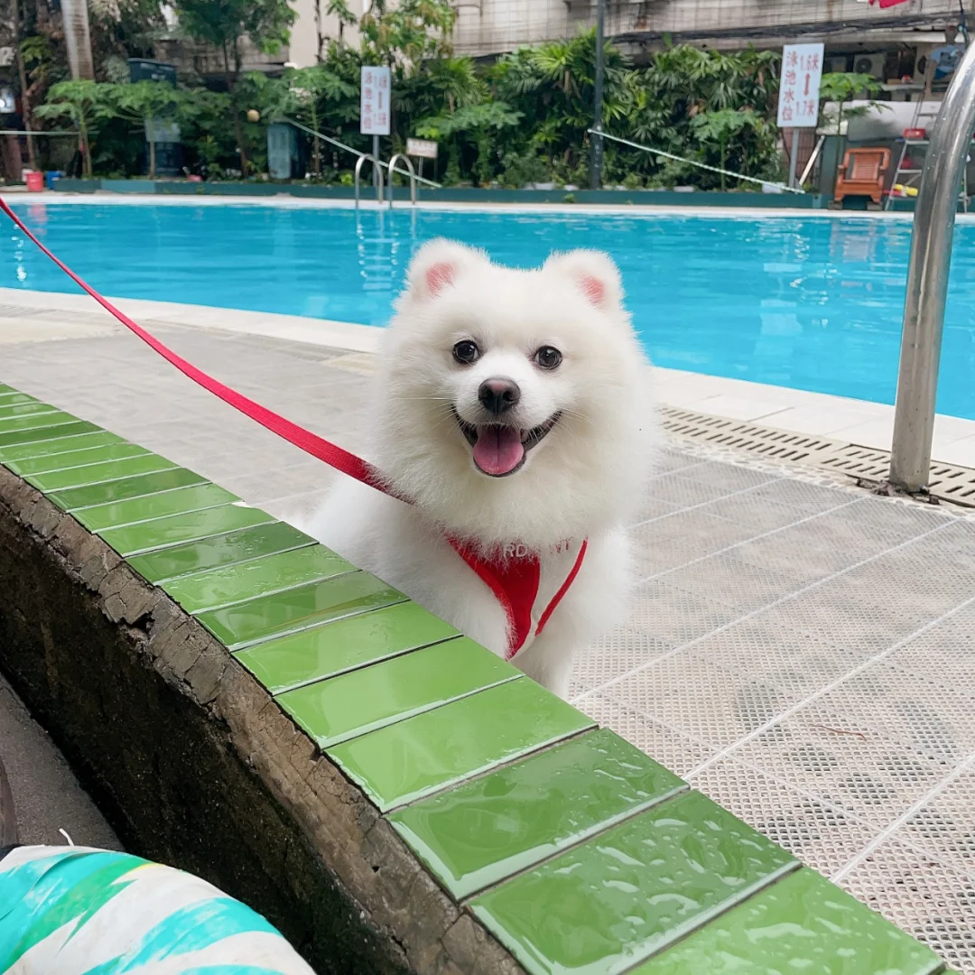 在广州养狗需要多少钱?