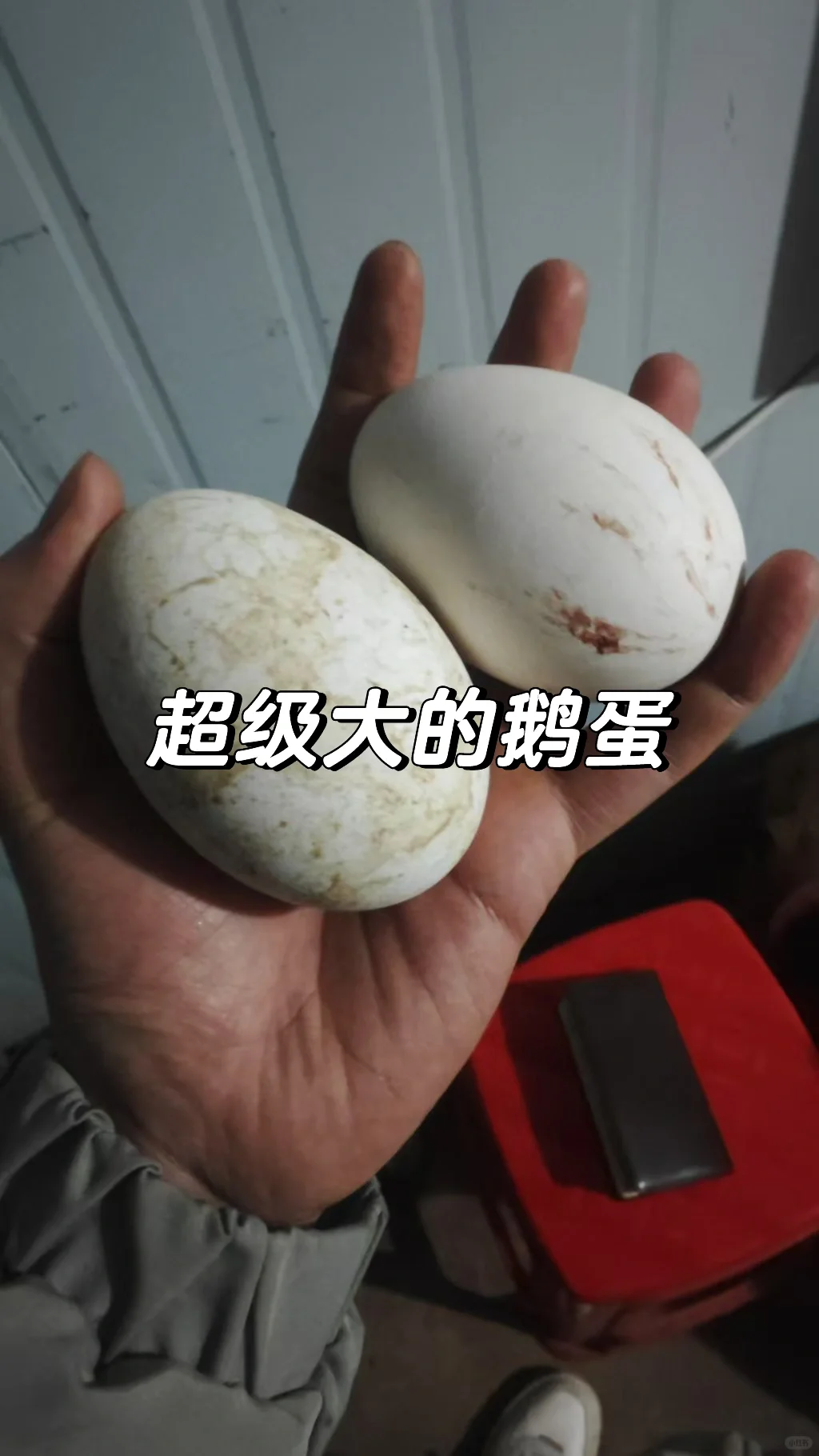 合肥/96年女生大厂离职拒绝焦虑回村养鸡