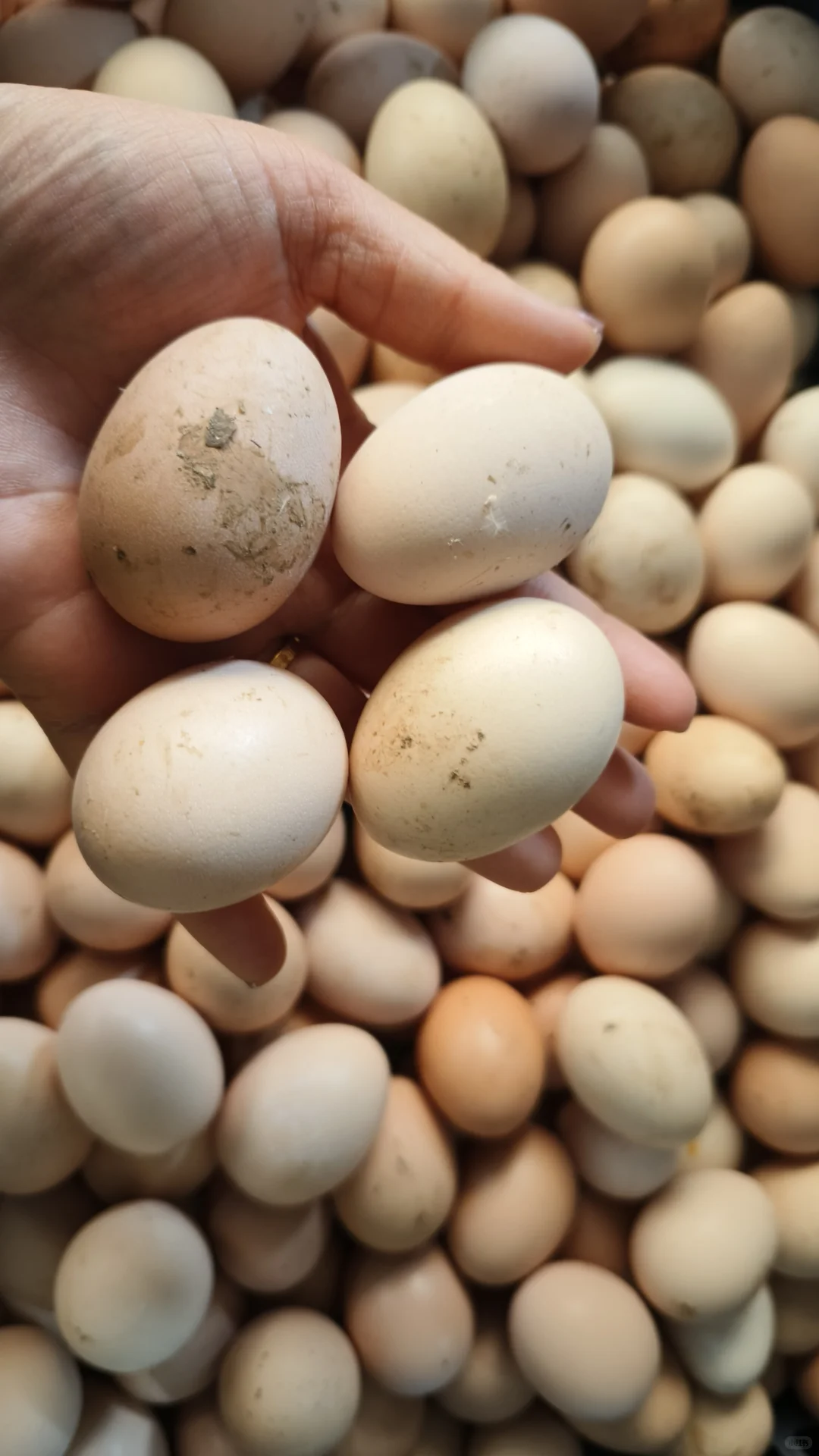 自从上次把婆婆家的鸭蛋卖完这鸡蛋又来了