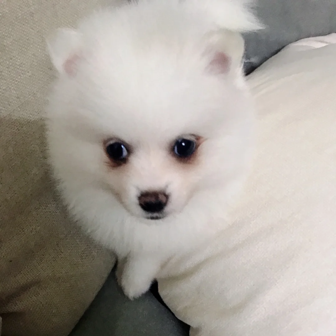 在广州养狗需要多少钱?