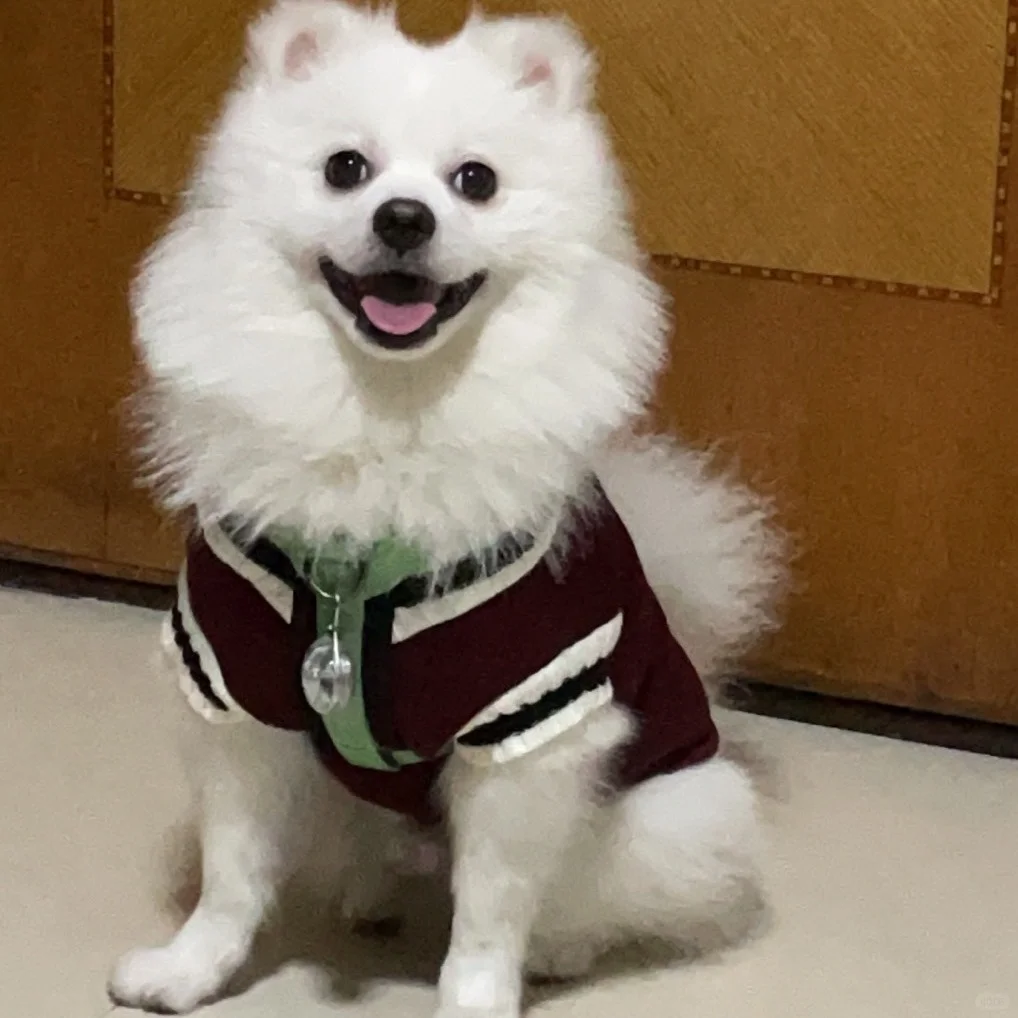 在广州养狗需要多少钱?