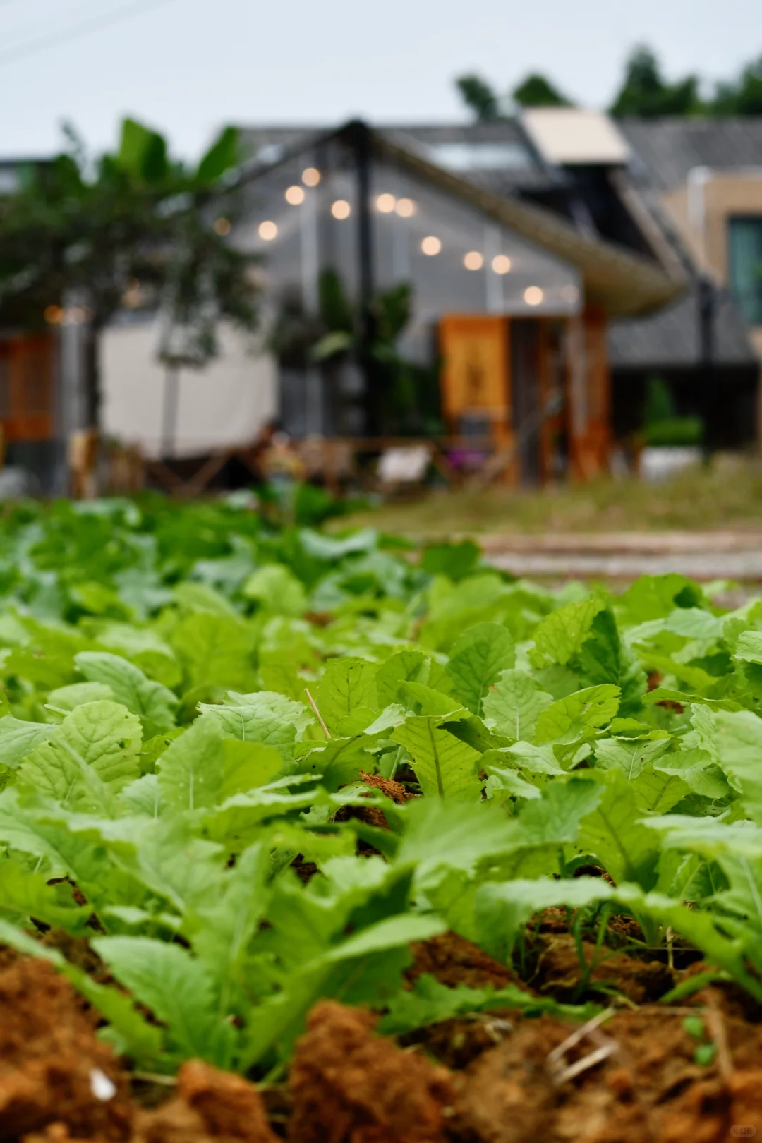 投资50w的农场颗粒无收,支撑我的只有……