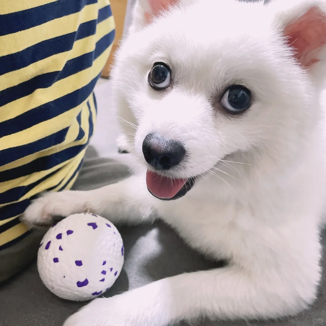 在广州养狗需要多少钱?