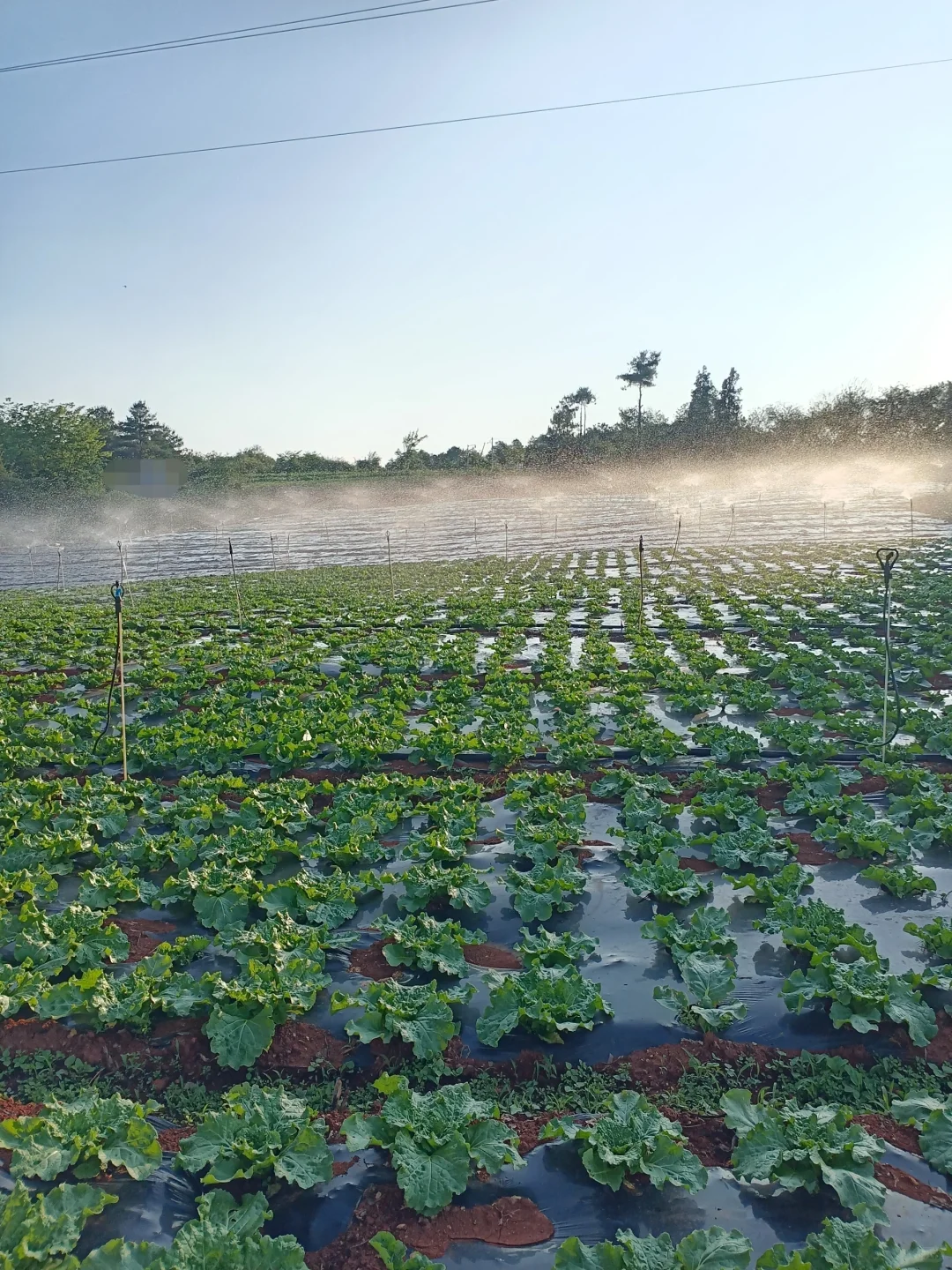 租十亩地种菜,初期投资大揭秘?